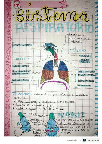 Sistema-Respiratorio-1.pdf