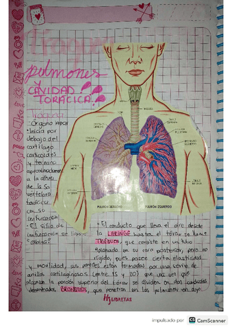 Sistema-respiratorio-2.pdf