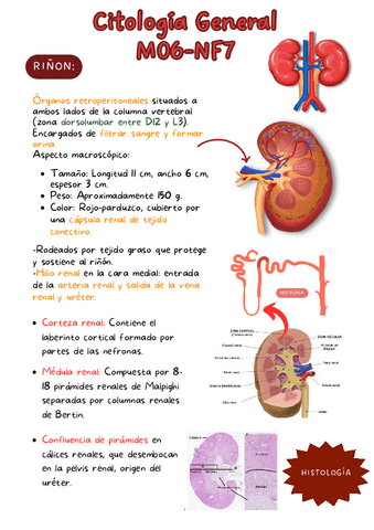 Citologia-General-M06-NF7-Riñon-y-glandulas-anexas-al-ap-digestivo..pdf