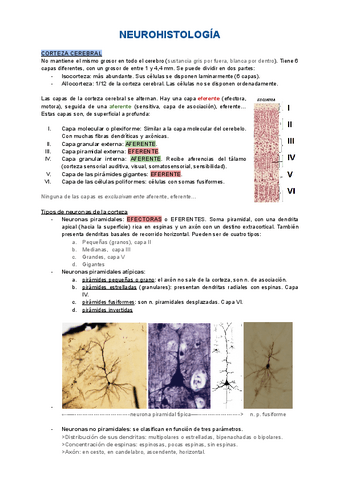 5.4-Neurohistologia-Corteza-cerebral.pdf