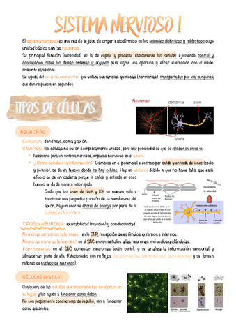 7.-Sistema-nervioso.pdf