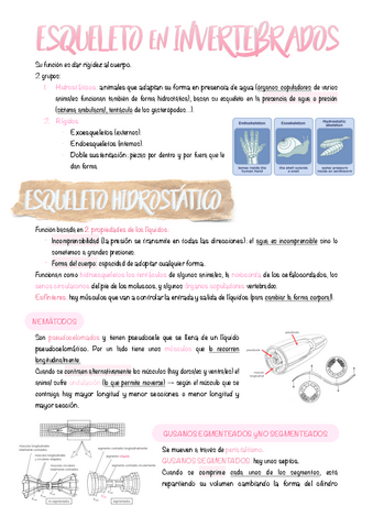10.-Esqueleto-en-invertebrados.pdf