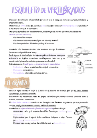 11.-Esqueleto-en-vertebrados.pdf