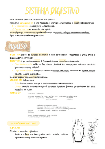 12.-Sistema-digestivo.pdf