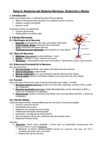 Tema-6-Anatomia-del-Sistema-Nervioso-Endocrino-y-Motor.pdf
