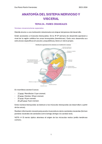 U.24.-PARES-CRANEALES.pdf