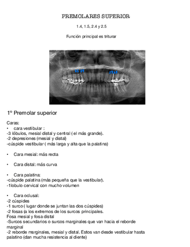 Premolares-Superiores-2.4-2.5-1.4-Y-1.5.pdf