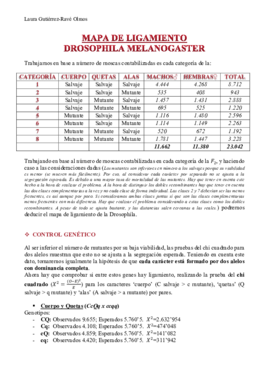 Mapa Ligamiento Drosophila Laura Gutiérrez PDF.pdf