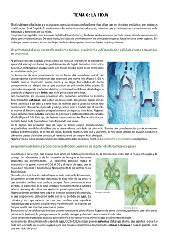 tema-6-la-hoja.pdf