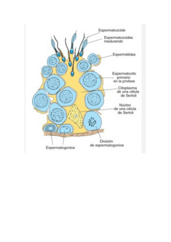 practicas-fotos-examen-embrio.pdf