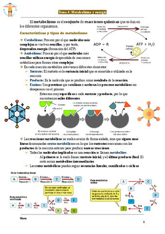 Anatomia-tema-4-Metabolismo-y-energia-Masu.pdf