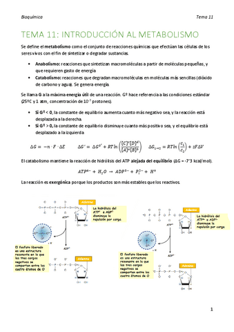 bioquimica-tema-11.pdf