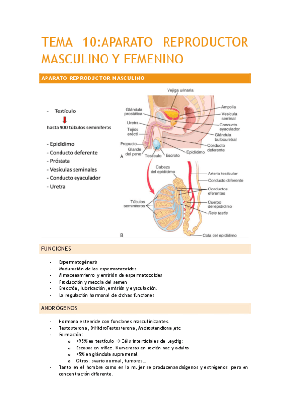 TEMA-10.pdf