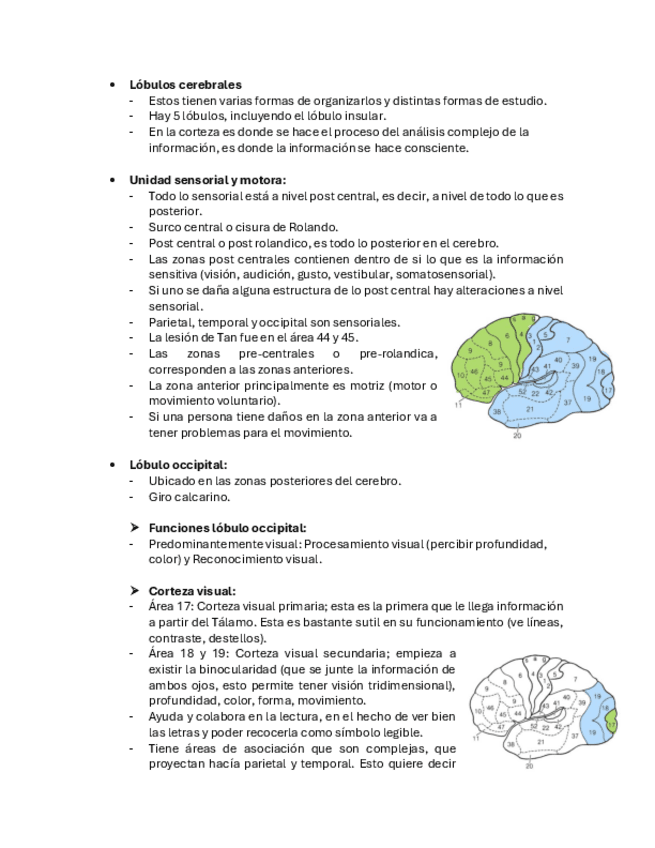 Neuropsicologia-Cerebro-Anatomia-y-Lesiones.pdf