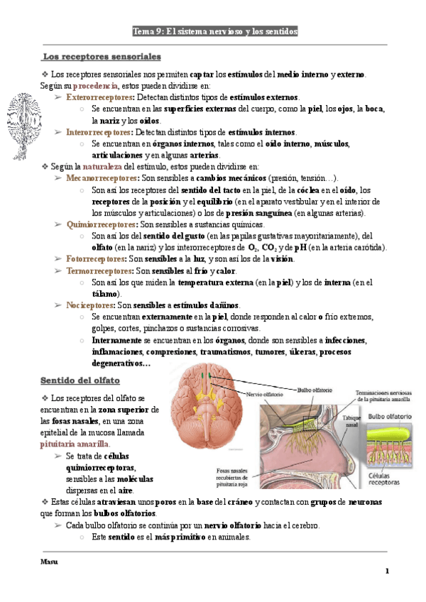 Anatomia-Tema-9-El-sistema-nervioso-y-los-sentidos..pdf