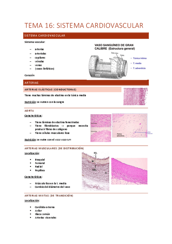 Tema-16-sistema-cardiovascular.pdf