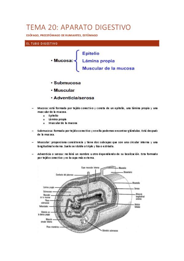 Tema-20-Aparato-digestivo.-esofago.-preestomago-y-estomago.pdf