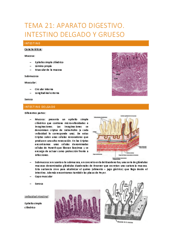 Tema-21-Aparato-digestivo.-intestino-delgado-y-grueso.-digestivo-de-aves.pdf