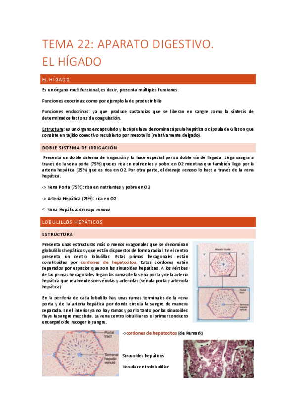 Tema-22-Aparato-digestivo.-Higado.pdf
