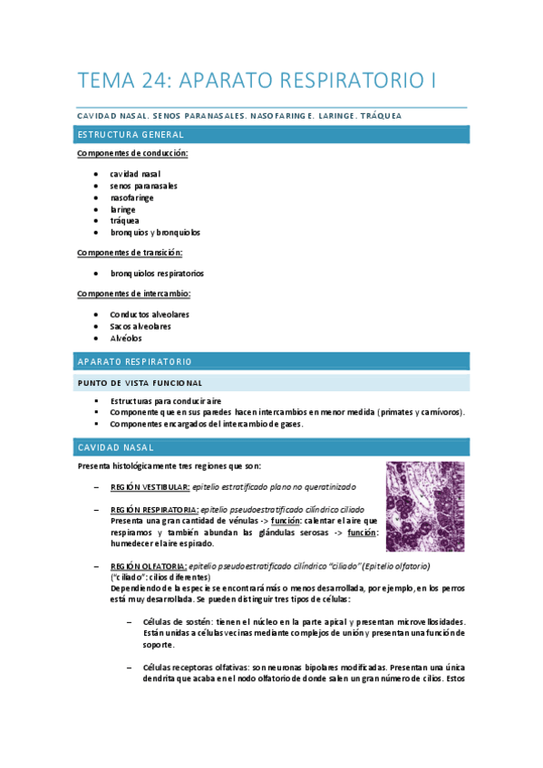 Tema-24.-Aparato-respiratorio.-cavidad-nasal.-senos-paranasales.-nasofaringe.-laringe.-traquea.pdf