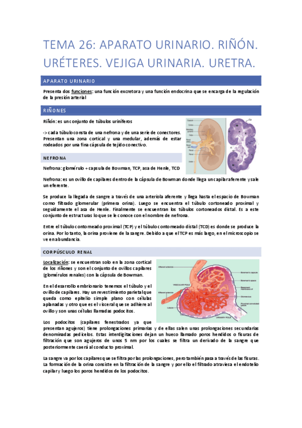 Tema-26-Aparato-urinario.-Rinones.pdf