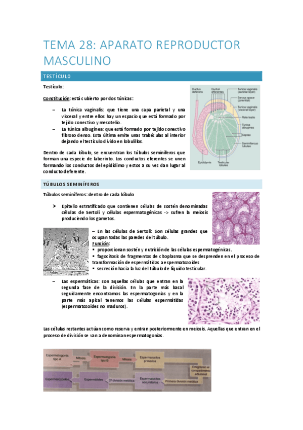 tema-28-Aparato-reproductor-del-macho.pdf