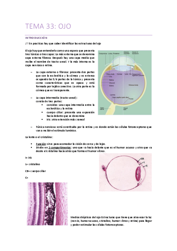 Tema-33-Ojo.pdf