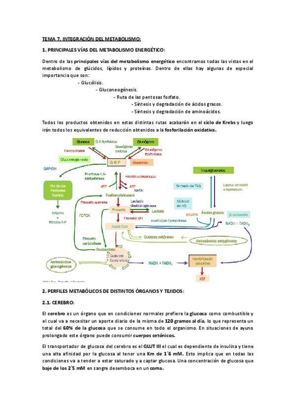 Leccion-31.-Integracion-del-metabolismo.docx.pdf