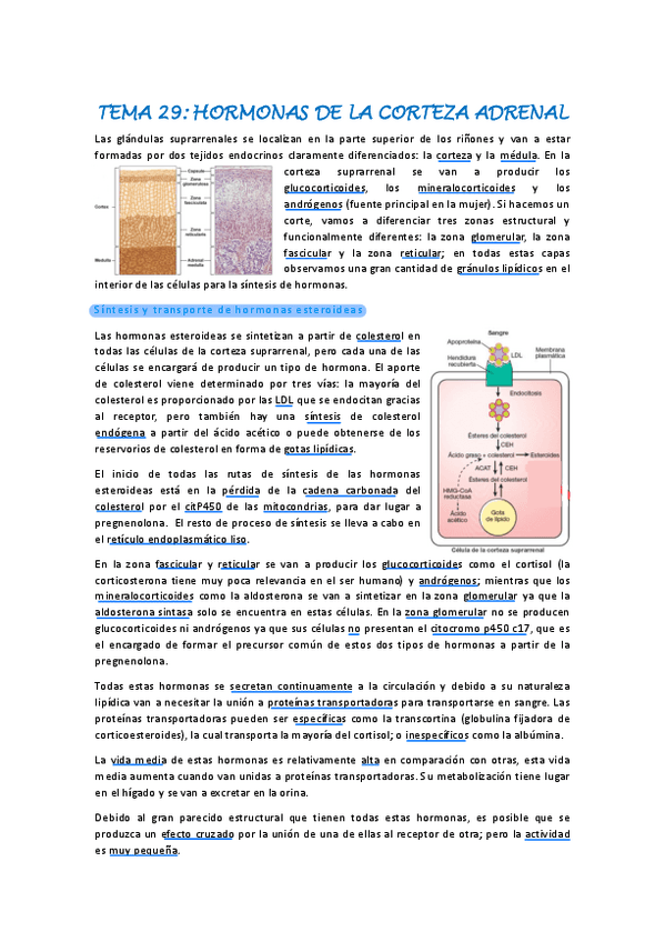 Tema-29.pdf