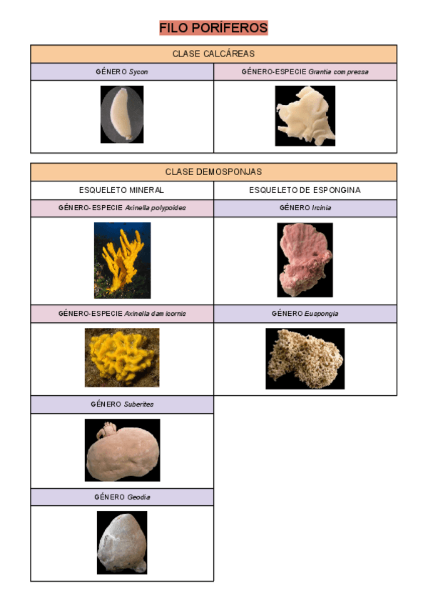 VISU-PRACTICAS-ZOO.pdf