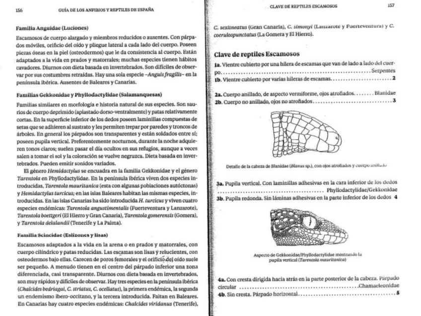 ENTENDER-CLAVE-ANFIBIOS-Y-REPTILES.pdf