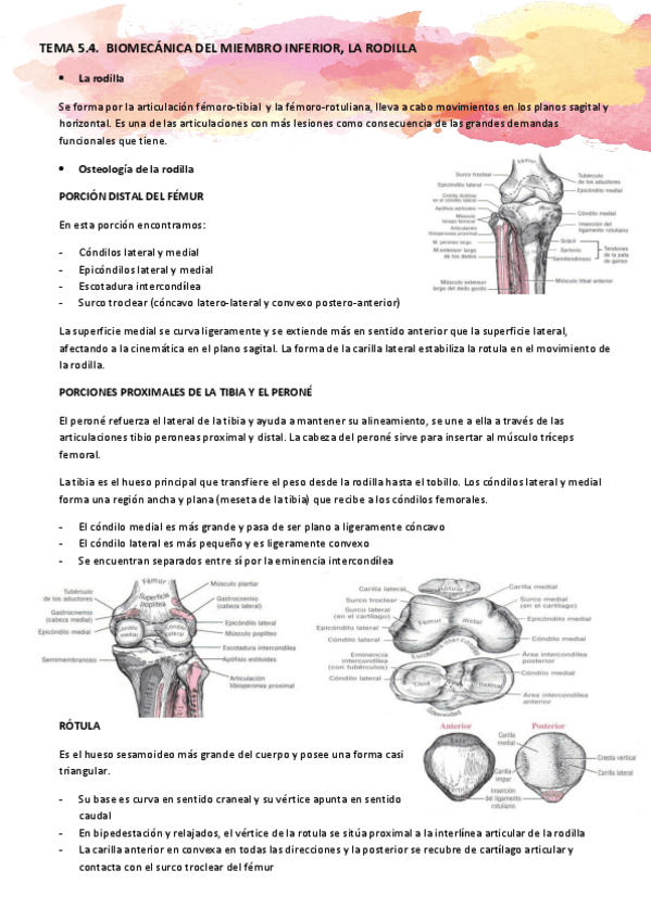 TEMA-6.2.-Biomecanica-del-miembro-inferior-la-rodilla.pdf