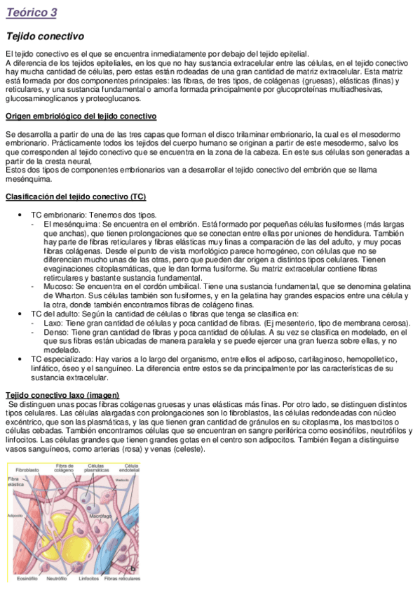 Teorico-3-Tejido-conectivo.pdf
