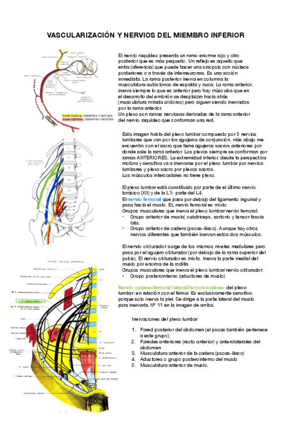 AA-INERVACION-y-BIOMECANICA.pdf