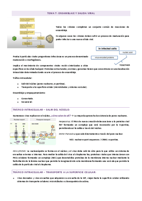 Tema-7-Ensamblaje-y-Salida-Viral.pdf