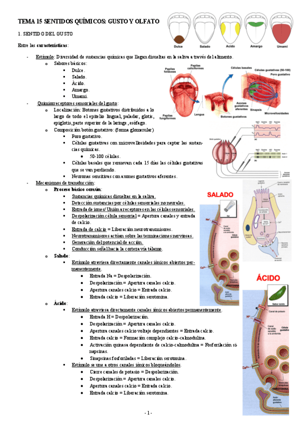 NEUROCIENCIAS-TEMA-15-SENTIDOS-QUIMICOS-GUSTO-Y-OLFATO.pdf