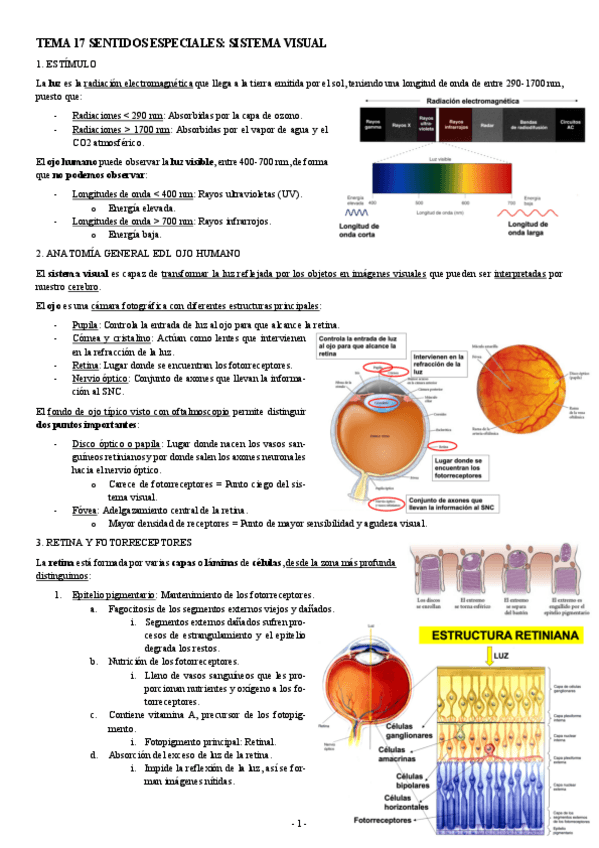 NEUROCIENCIAS-TEMA-17-SENTIDOS-ESPECIALES-SISTEMA-VISUAL.pdf