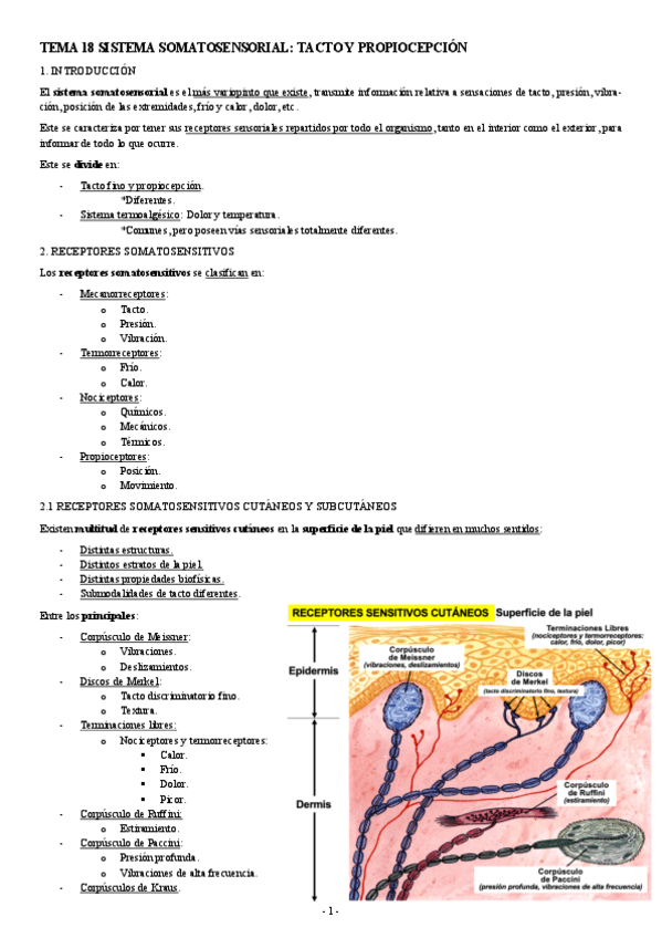 NEUROCIENCIAS-TEMA-18-SISTEMA-SOMATOSENSORIAL-TACTO-Y-PROPIOCEPCION.pdf