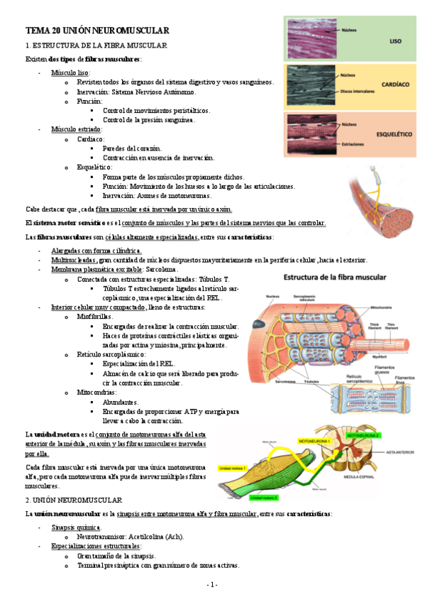 NEUROCIENCIAS-TEMA-20-UNION-NEUROMUSCULAR.pdf