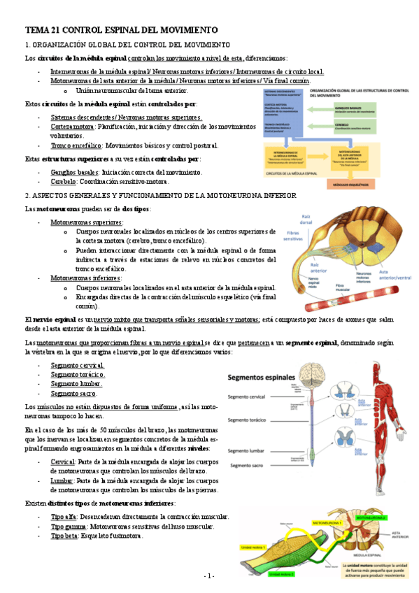 NEUROCIENCIAS-TEMA-21-CONTROL-ESPINAL-DEL-MOVIMIENTO.pdf