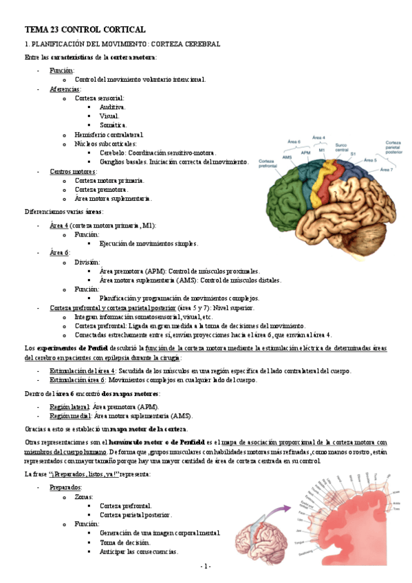NEUROCIENCIAS-TEMA-23-CONTROL-CORTICAL.pdf