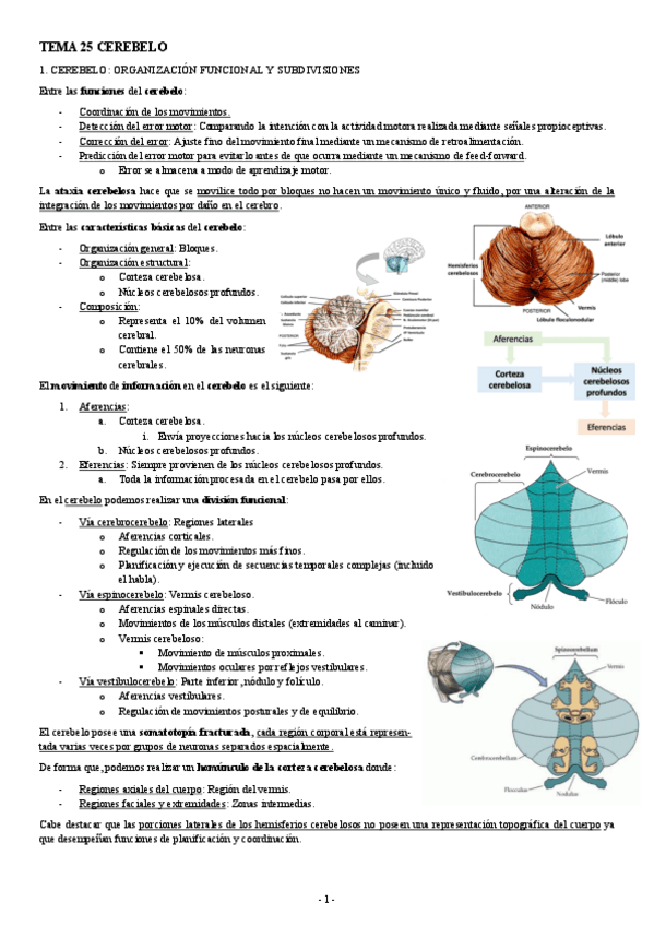 NEUROCIENCIAS-TEMA-25-CEREBELO.pdf