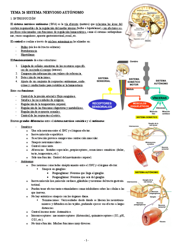 NEUROCIENCIAS-TEMA-26-SISTEMA-NERVIOSO-AUTONOMO.pdf