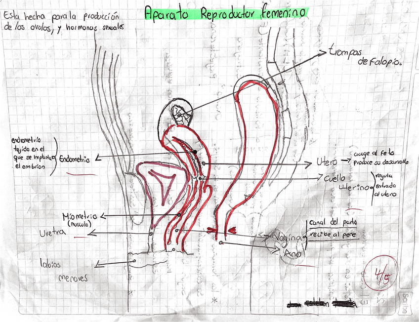 Biologia-mitosis-meiosis-aparatos-reproductores-etapa-de-meiosis.pdf