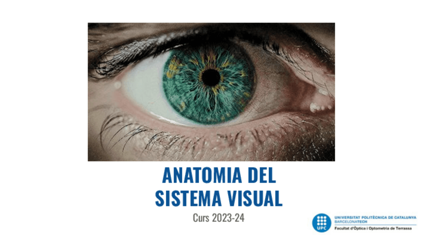 Apuntes de Anatomía del Sistema Visual