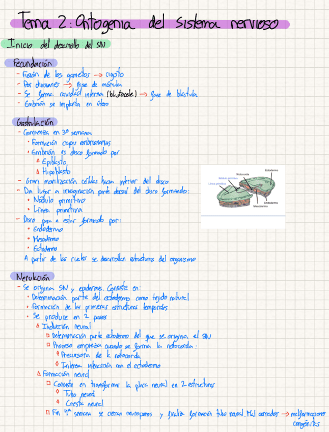 Tema-2-psicobiologia-ll-Andres.pdf