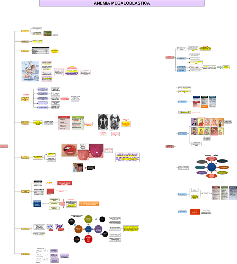 TEO-MED-1-ANEMIA-MEGALOBLASTICA.drawio.pdf