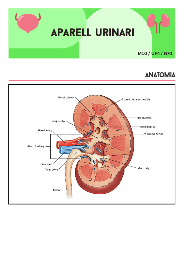 M10-UF4-renal.pdf