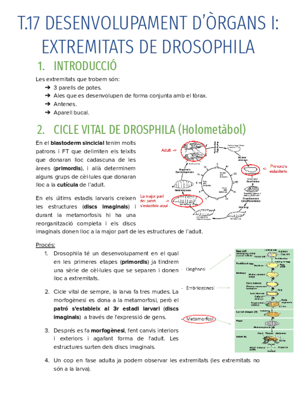 T.17-DESENVOLUPAMENT-DORGANS-I-EXTREMITATS-DE-DROSOPHILA.pdf