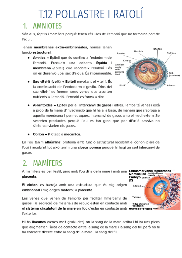 T.12-POLLASTRE-I-RATOLI.pdf
